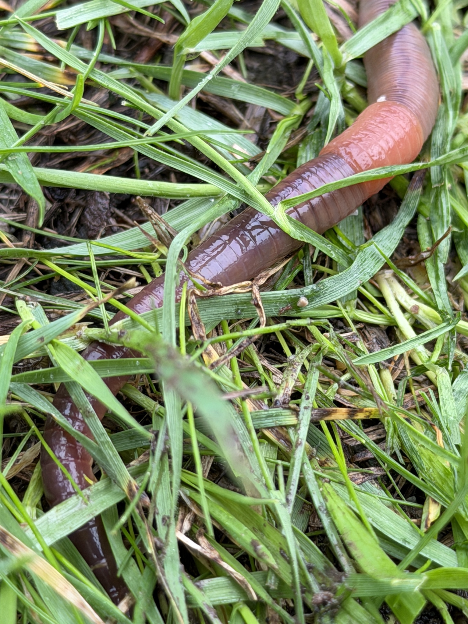 Lumbricus terrestris Linnaeus, 1758