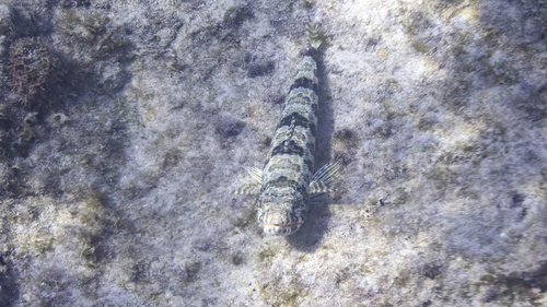 Sand diver (Synodus intermedius) — Synodontidae — 4