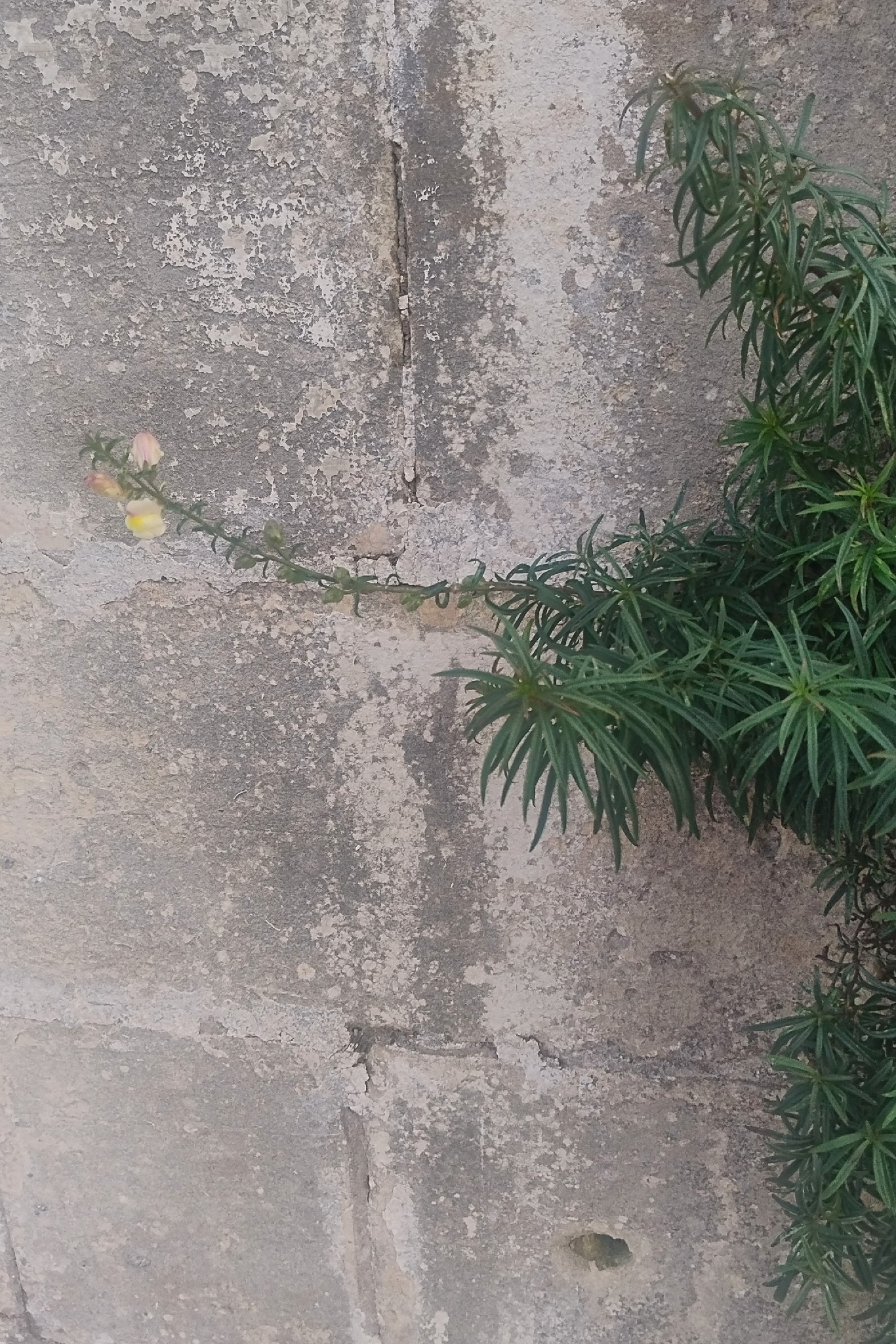 Flor de dragón