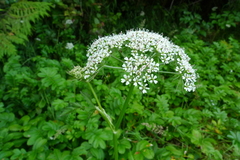 Conioselinum gmelinii