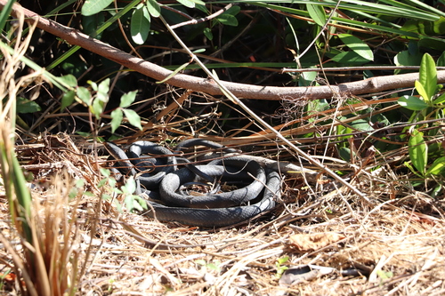North American Racer