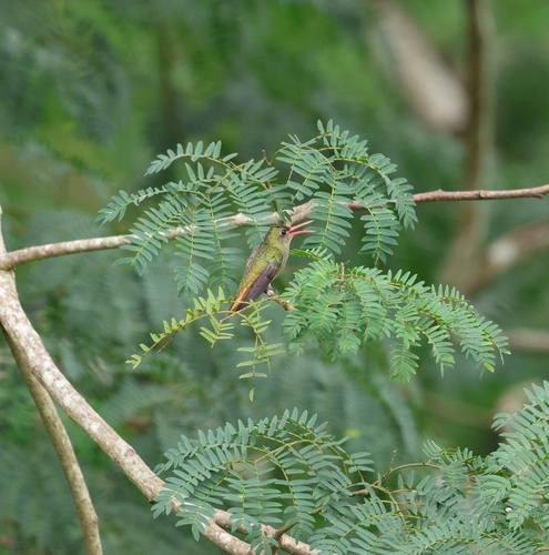 Gilded Hummingbird