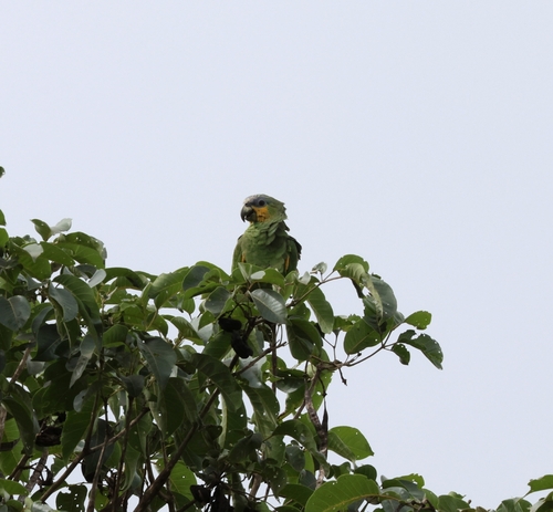 Orange-winged Amazon