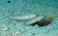 Valenciennea puellaris