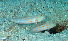 Valenciennea puellaris