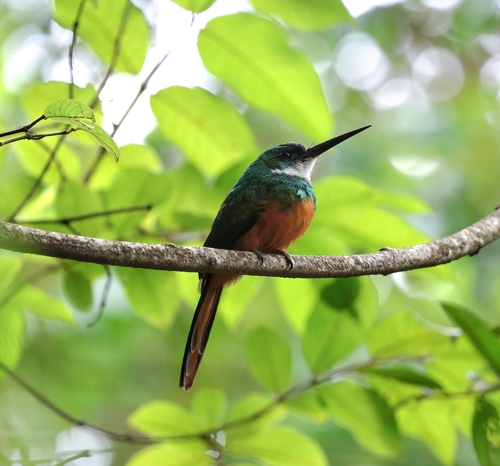 Rufous-tailed Jacamar