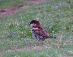 Passer domesticus
