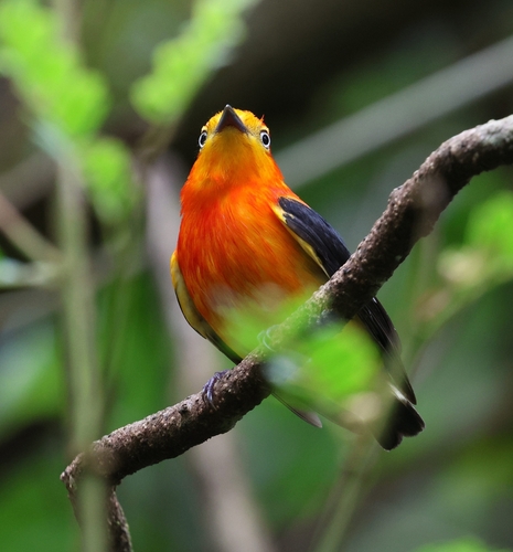 Band-tailed Manakin