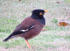 Acridotheres tristis