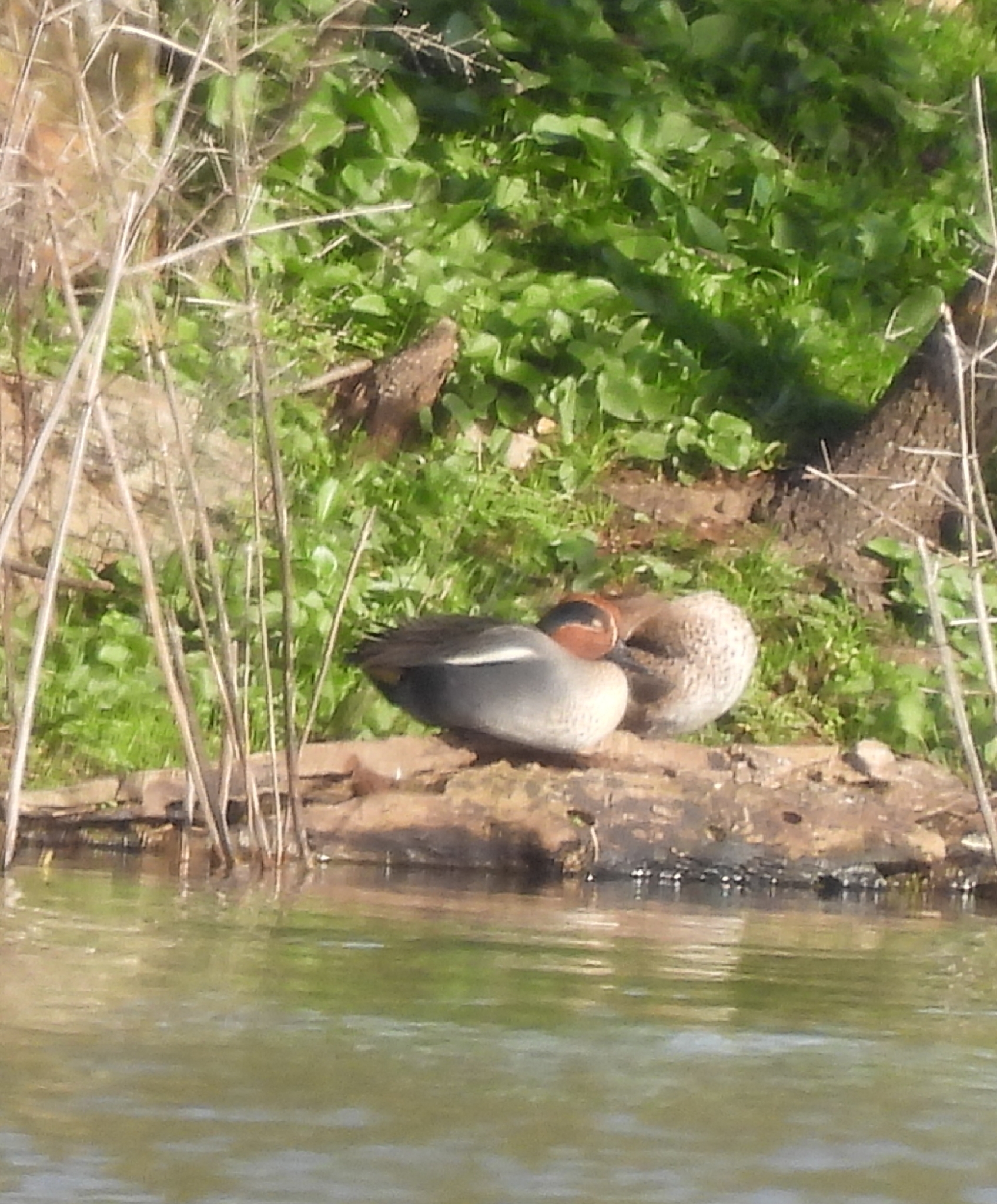 Green-winged Teal (Anas crecca), photo 3