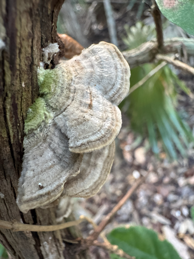 Trametes villosa · January 2026 · photo: © elk652 (iNaturalist, cc0)