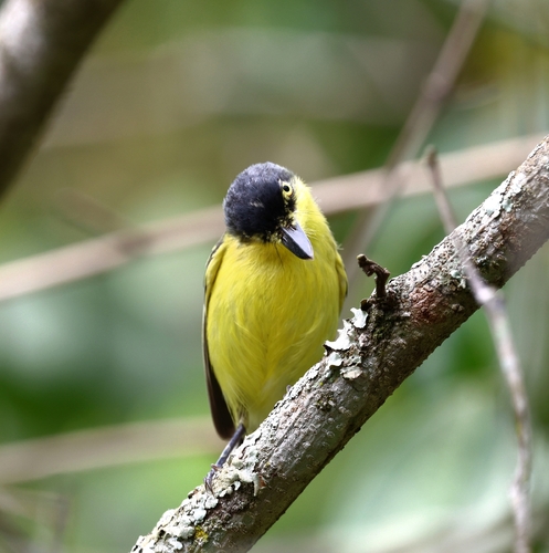 Common Tody-Flycatcher