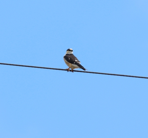 Pearl Kite