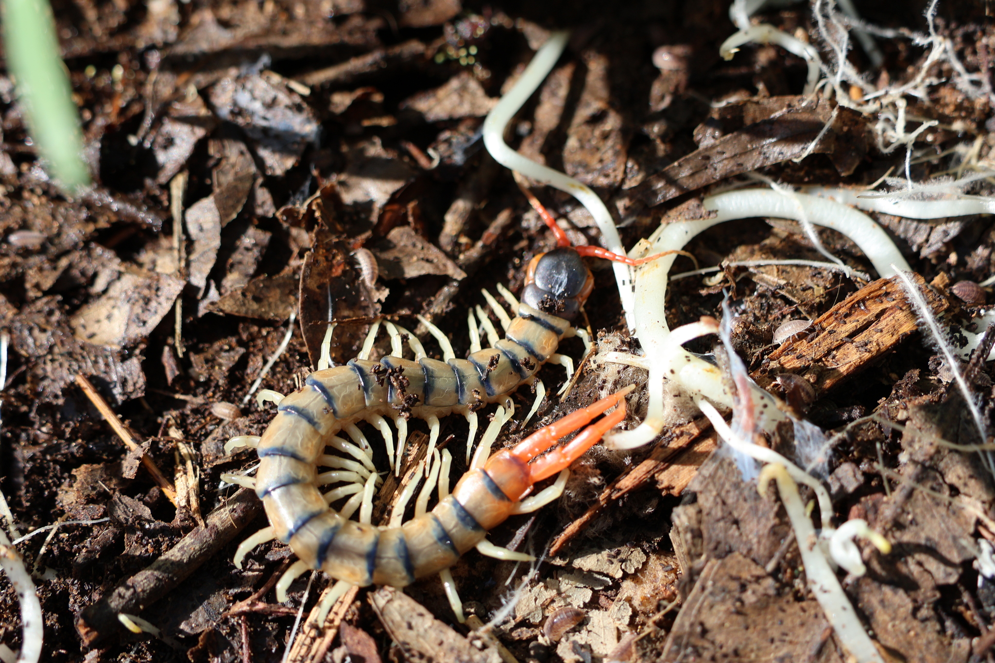 Scolopendra cingulata Latreille, 1829