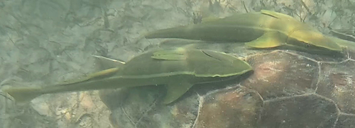 Live sharksucker (Echeneis naucrates) — Echeneidae