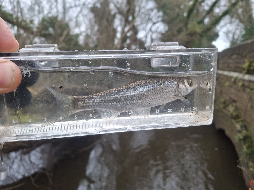 Common dace (Leuciscus leuciscus) — Cyprinidae