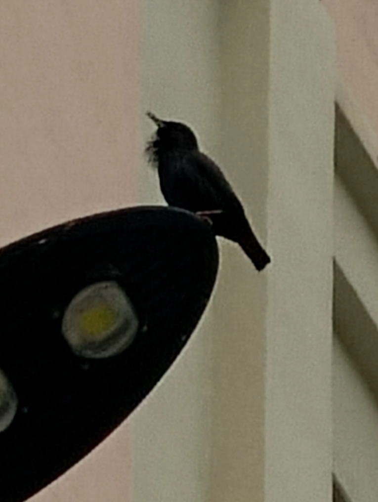Spotless Starling (Sturnus unicolor), photo 2