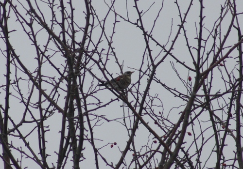 Fieldfare (Turdus pilaris), photo 2