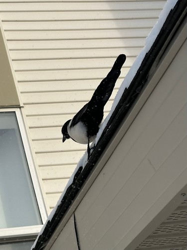 Black-billed Magpie (Pica hudsonia), photo 5