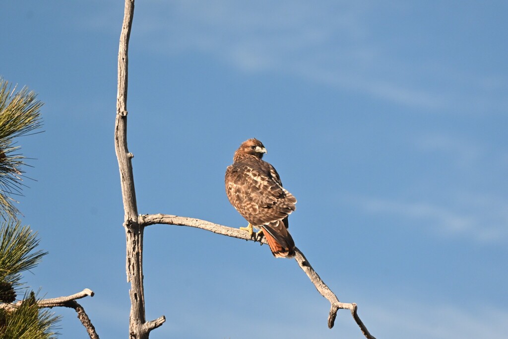 Red-tailed Hawk from Archie Briggs Rd, Bend, OR 97703, USA on January ...