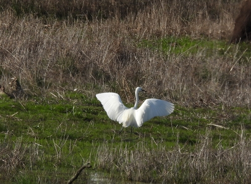 Little Egret (Egretta garzetta), photo 6