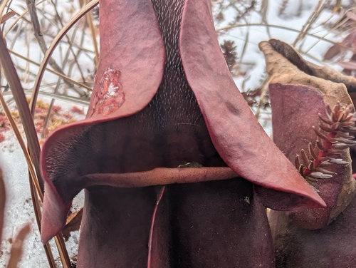 Common pitcherplant