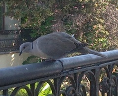 Streptopelia decaocto