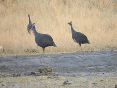 Numida meleagris mitratus