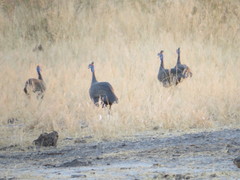 Numida meleagris mitratus