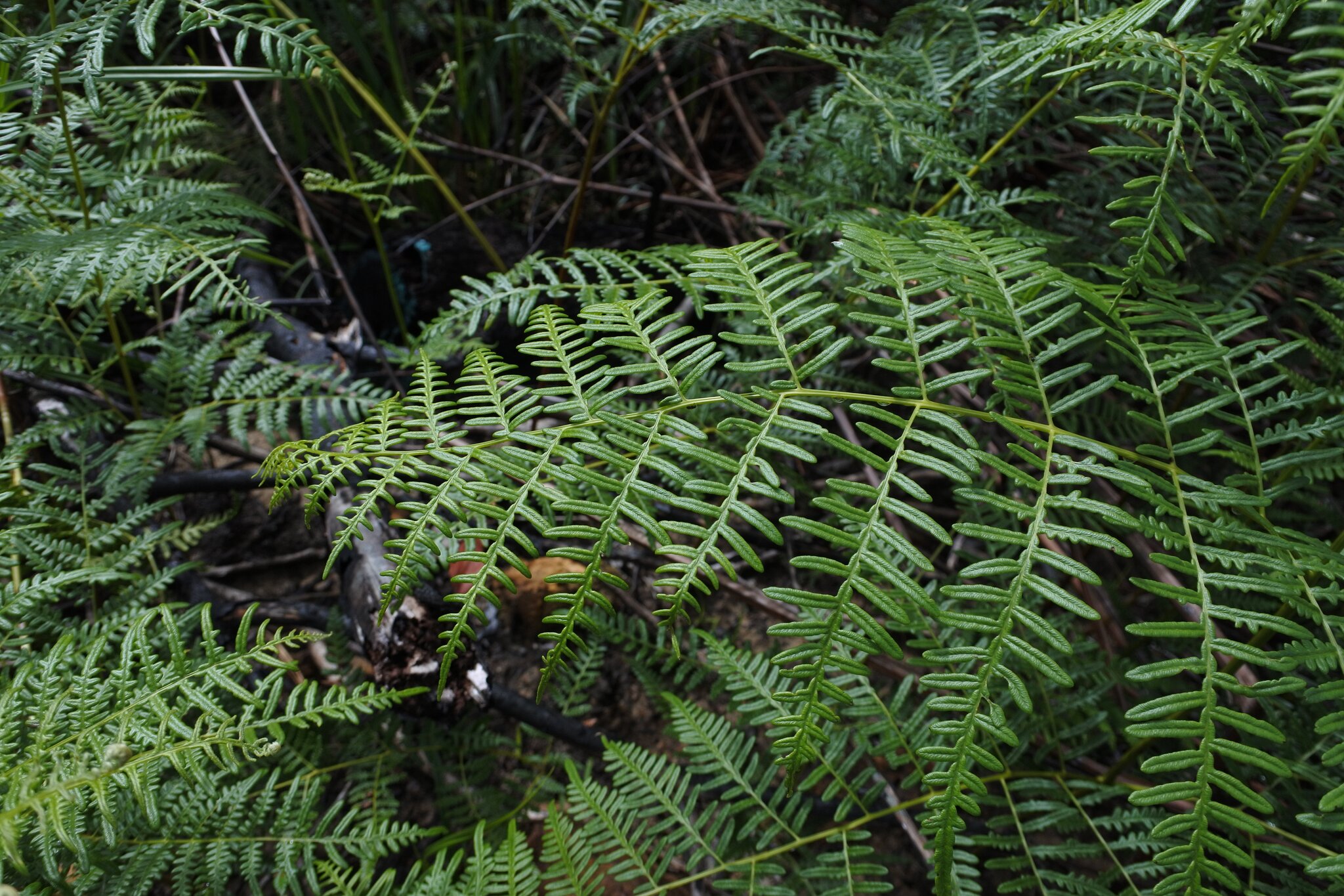 Bracken fern
