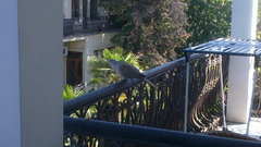 Streptopelia decaocto