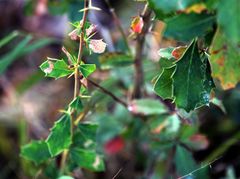 Berberis angulosa