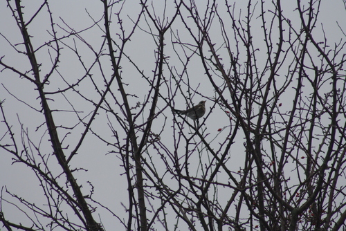 Fieldfare (Turdus pilaris), photo 3