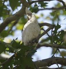 Cacatua sanguinea