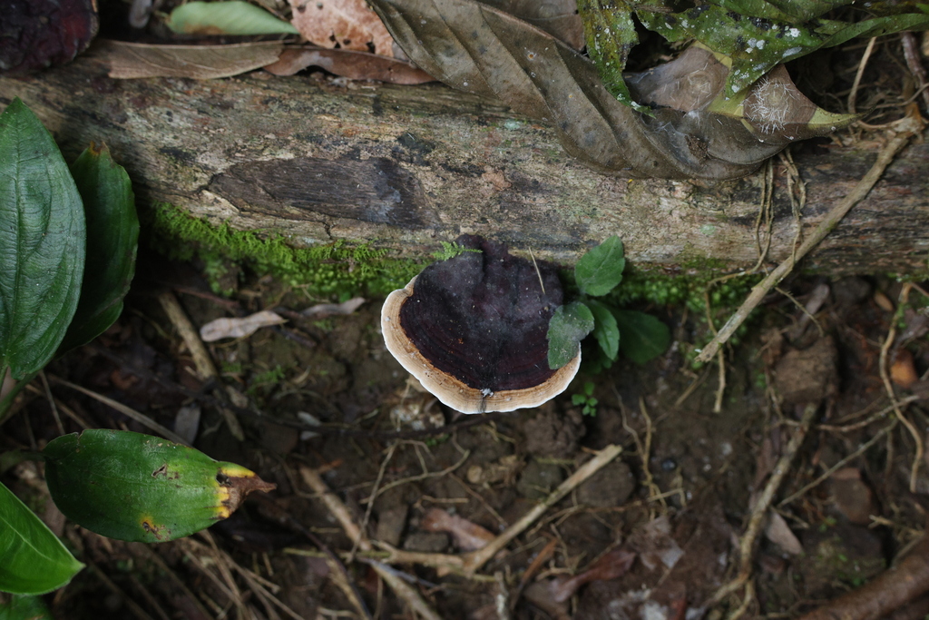 Earliella scabrosa · December 2025 · photo: © andrewholle (iNaturalist, CC)