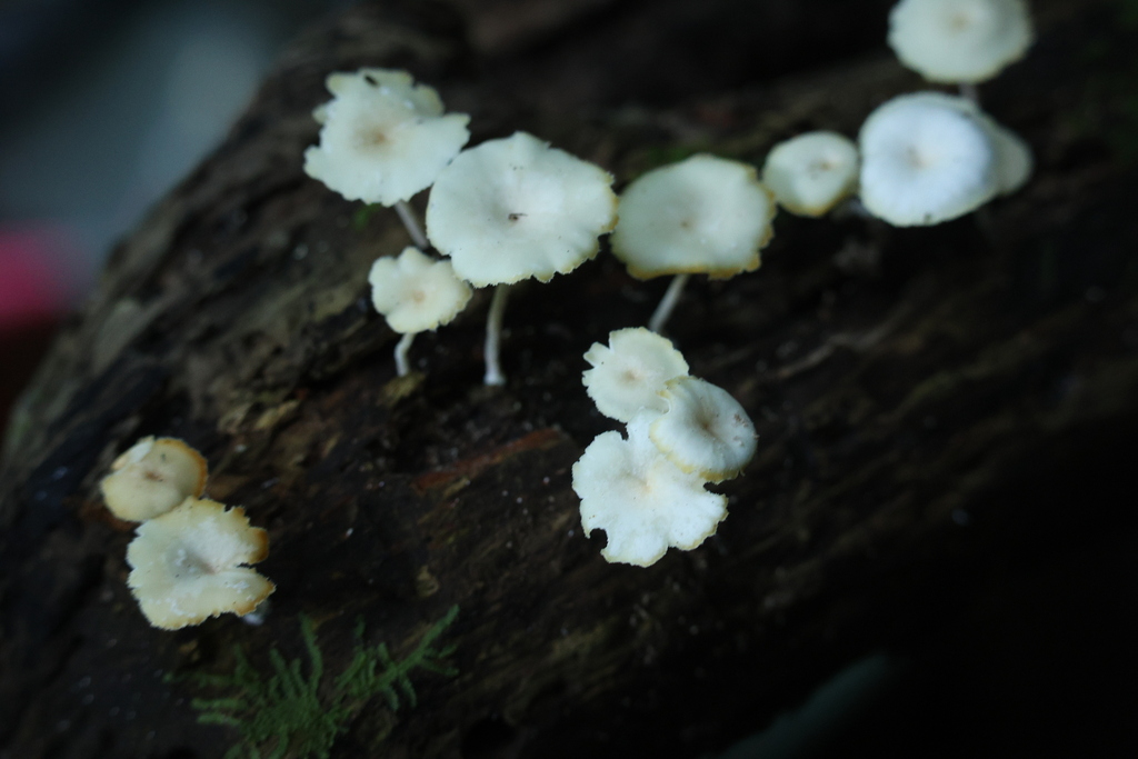 Delicatula integrella · December 2025 · photo: © andrewholle (iNaturalist, CC)