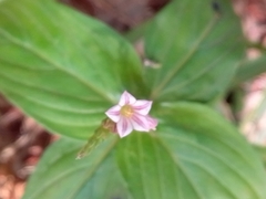 Spigelia