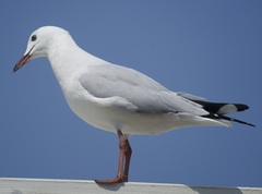 Chroicocephalus novaehollandiae