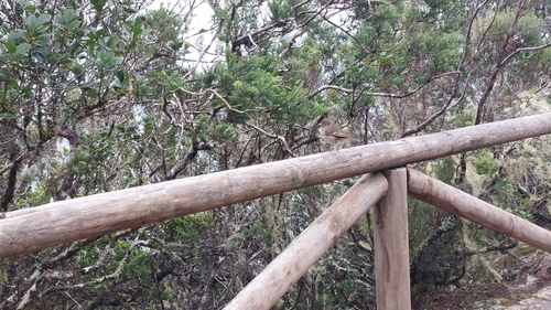 Canary Islands Chaffinch (Fringilla canariensis), photo 2