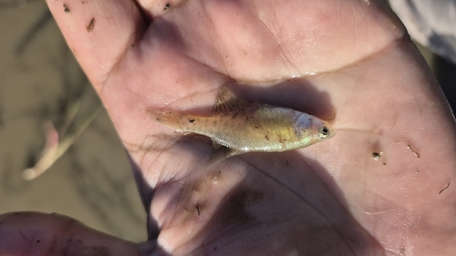 Argentine pearlfish (Austrolebias bellottii) — Rivulidae