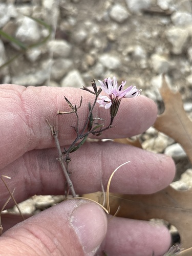 Small Palafox (Palafoxia callosa)