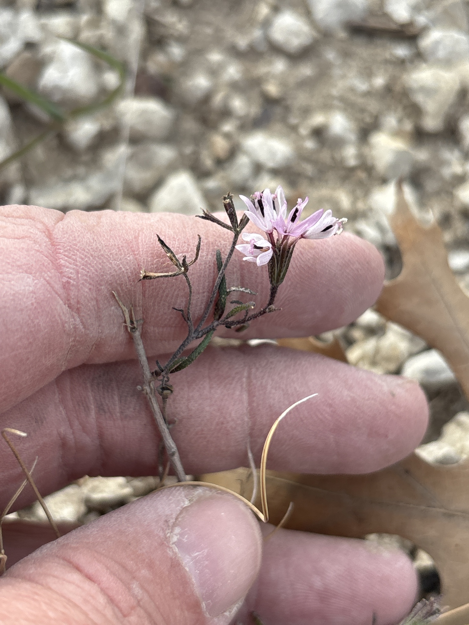 Small Palafox (Palafoxia callosa)