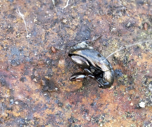 Apteropeda ovulum