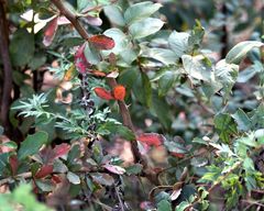 Berberis angulosa