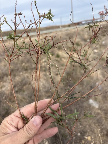 False Gaura (Oenothera glaucifolia)