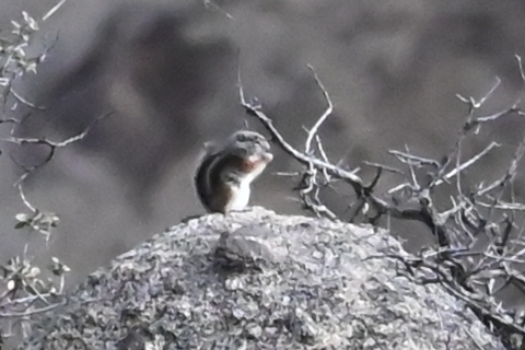 Texas Antelope Squirrel observed by cathyp