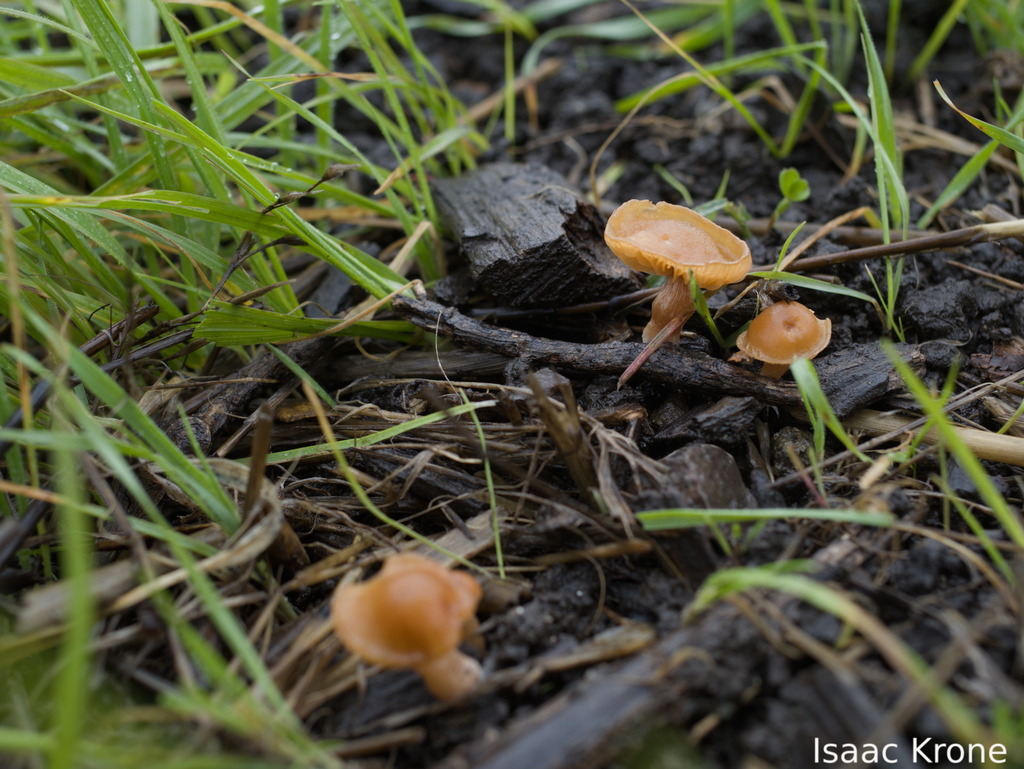 Tubaria furfuracea · January 2026 · photo: © isaac_krone (iNaturalist, cc-by)