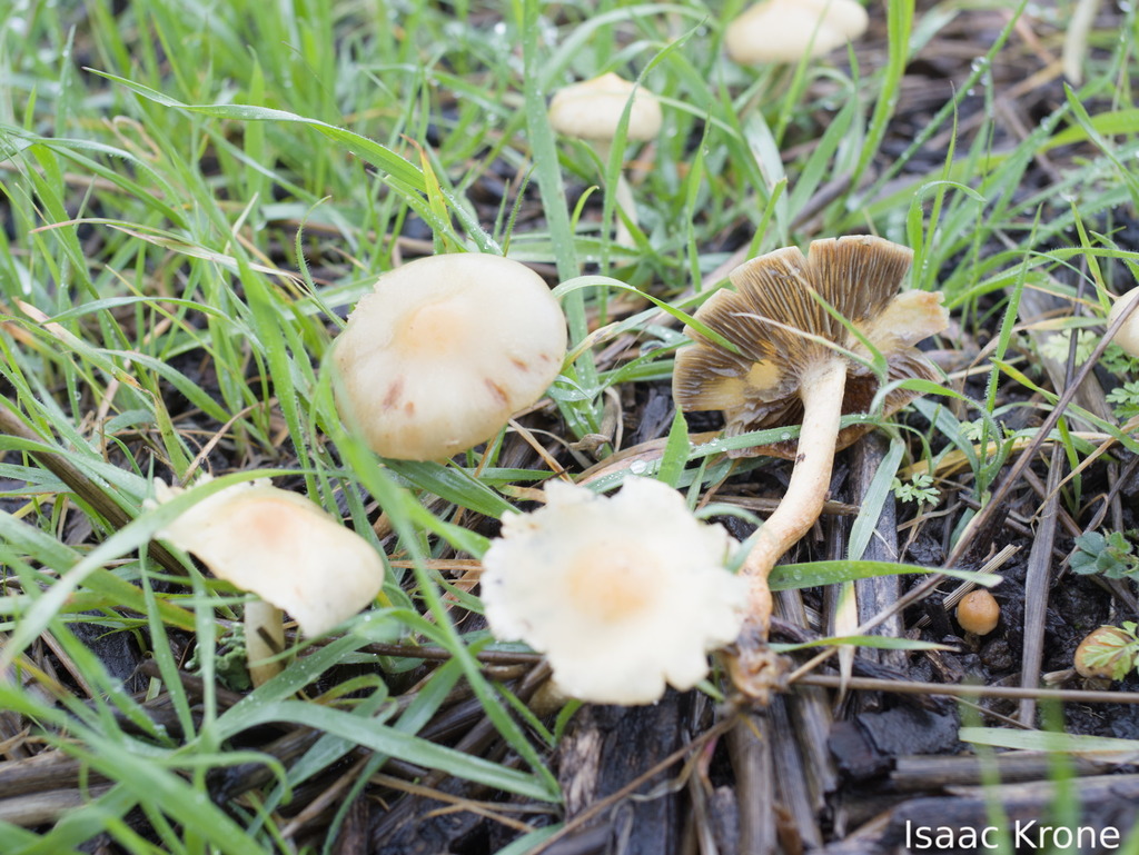 Leratiomyces percevalii · January 2026 · photo: © isaac_krone (iNaturalist, cc-by)