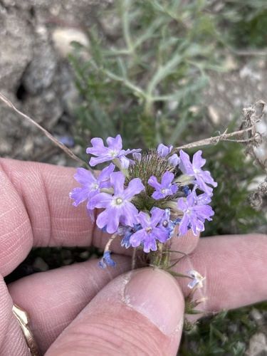 Dakota mock vervain
