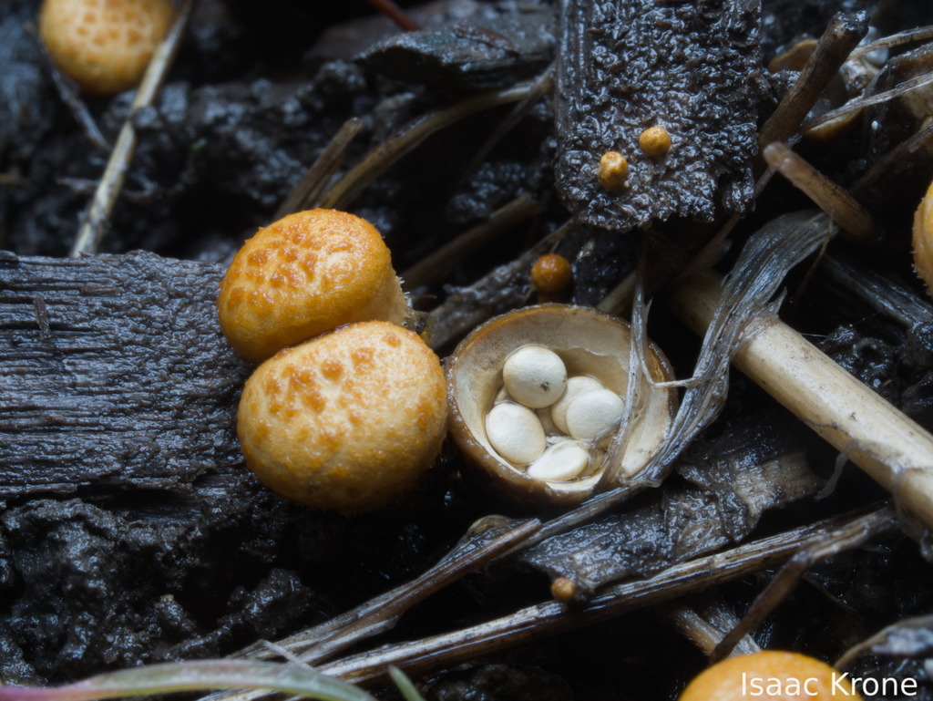 Crucibulum laeve · January 2026 · photo: © isaac_krone (iNaturalist, cc-by)
